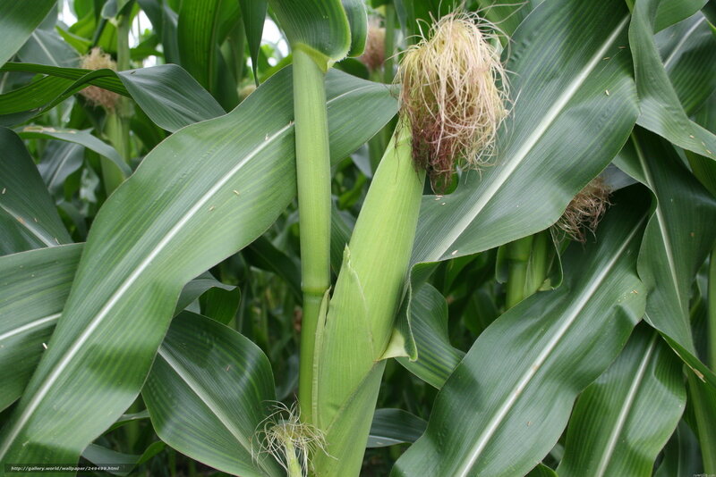 Corn plant with developing ears