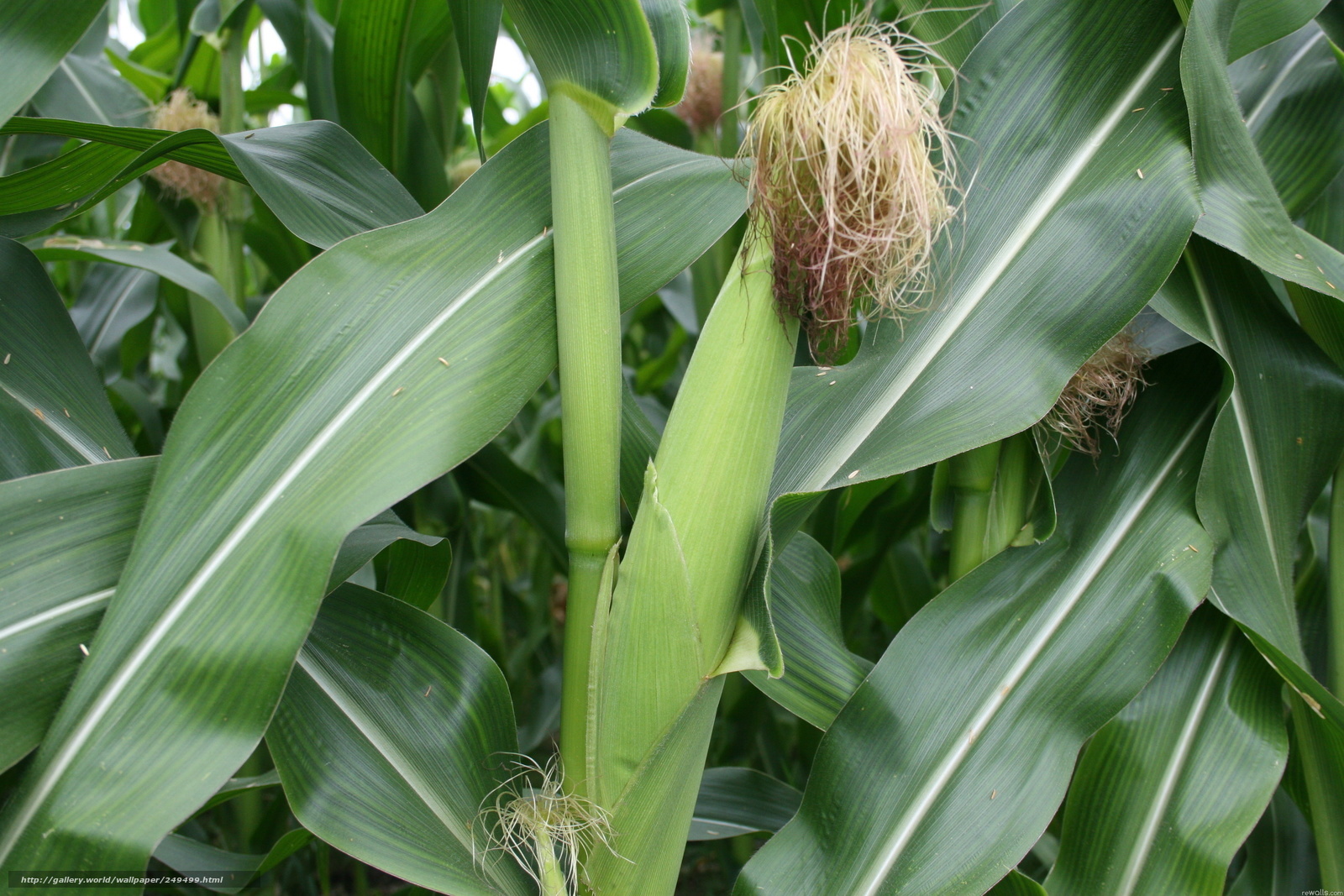 Corn plant with developing ears