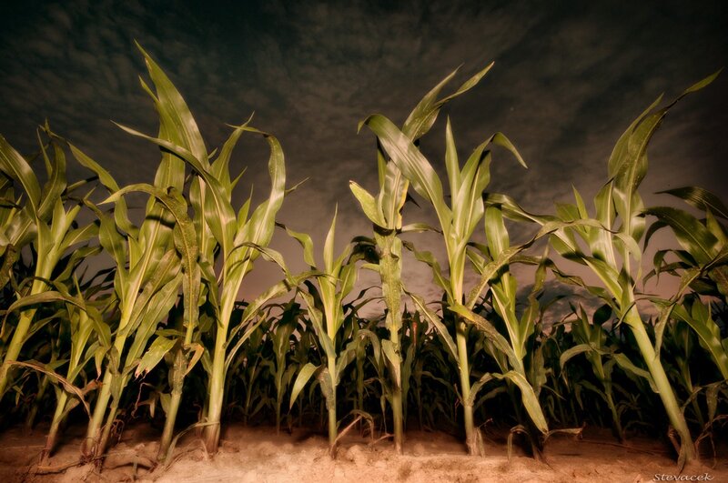 Corn plants at night