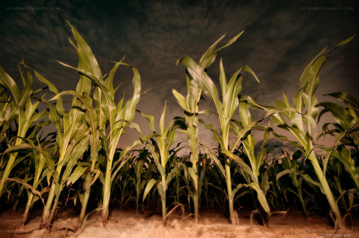 Corn plants at night