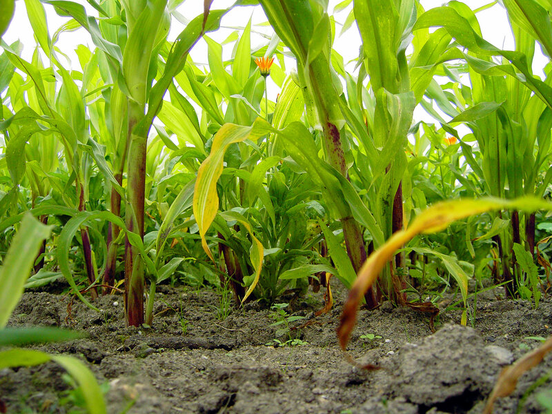 Corn plants in a field