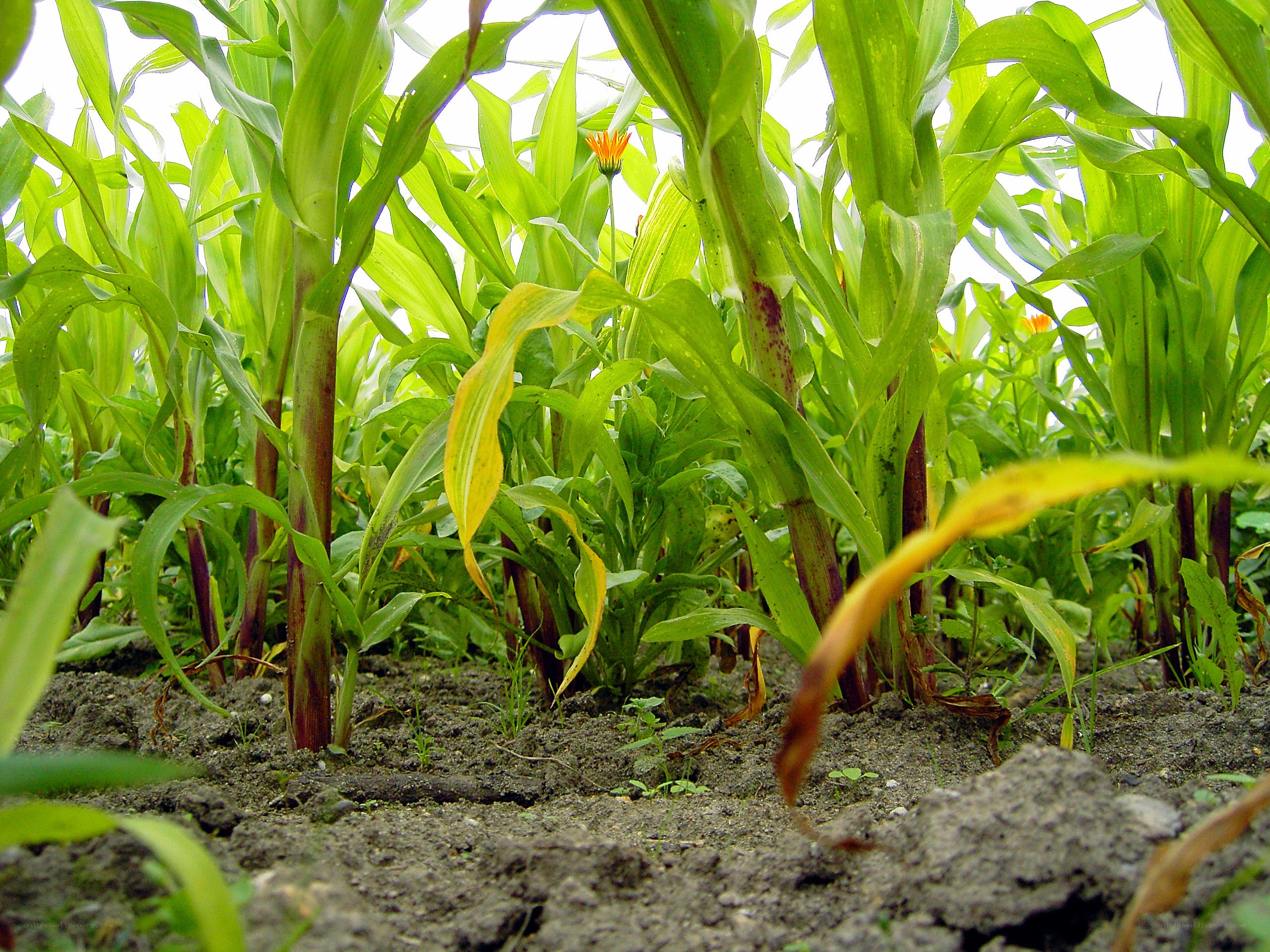 Corn plants in a field