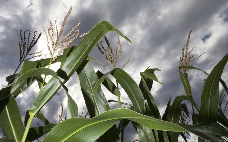 Corn Plants in Field — Green, Dramatic