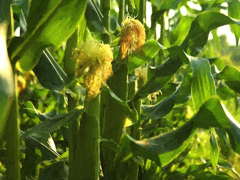 Corn Plants in Field — Green
