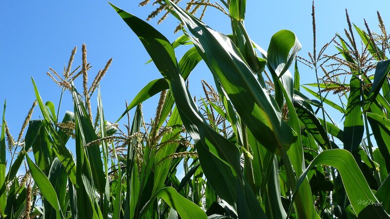 Corn Plants in Field