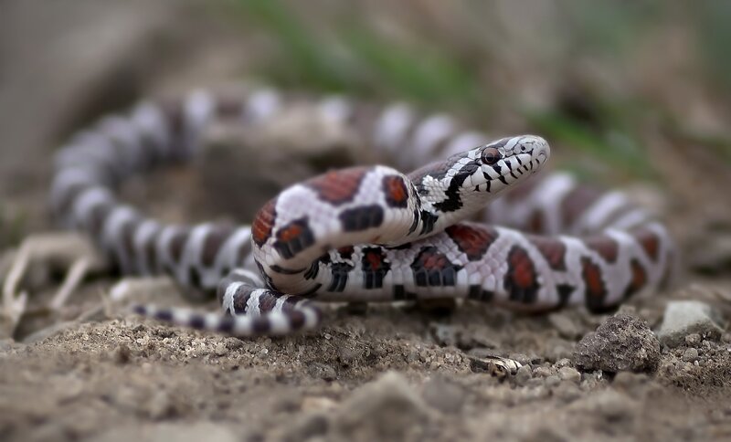 Corn Snake Coiled on Ground