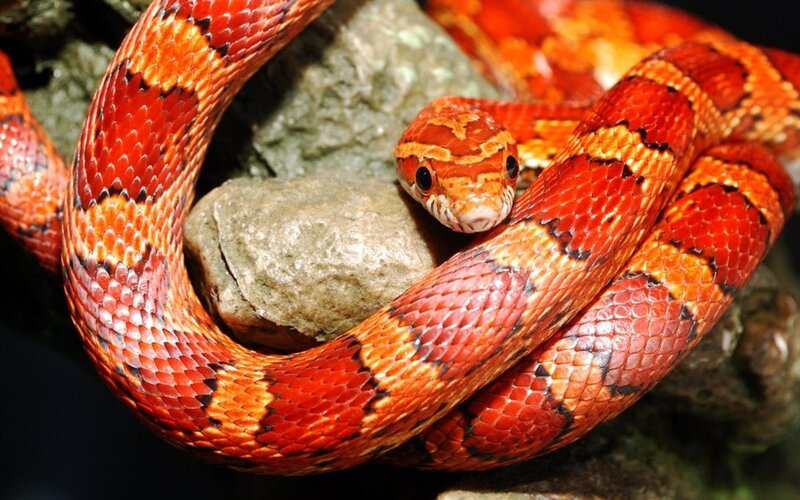 Corn Snake Coiled on Rock — Red