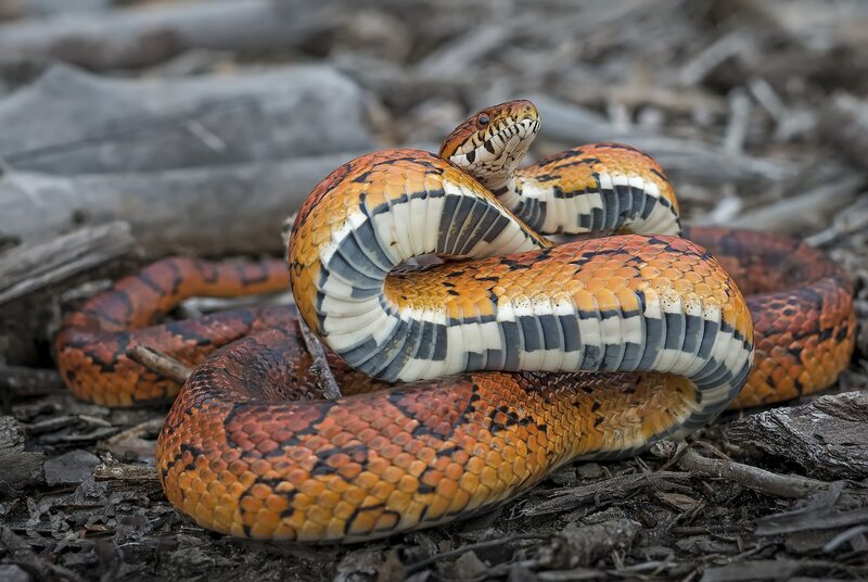 Corn Snake Coiled — Orange, Alert