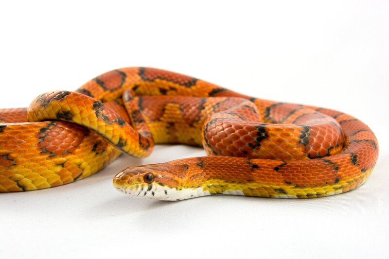 Corn Snake Coiled — Orange