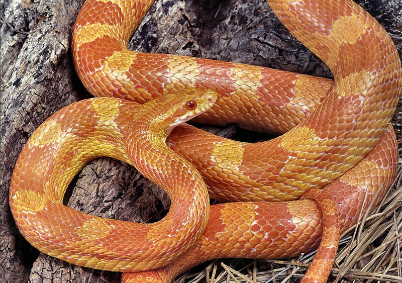 Corn Snake Coiled