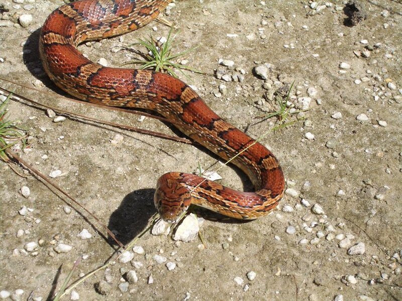 corn snake on gravel