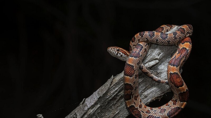 Corn Snake on Log — Brown