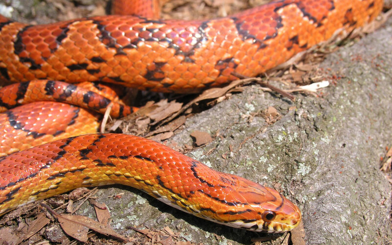 Corn Snake on Log