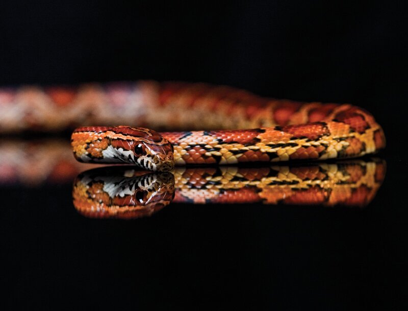 Corn Snake on Reflective Surface — Black