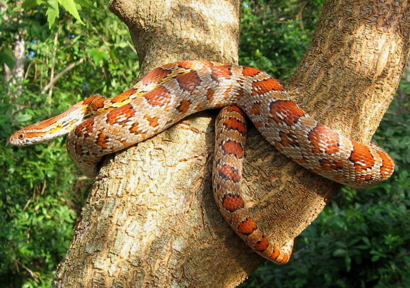 corn snake on tree branch