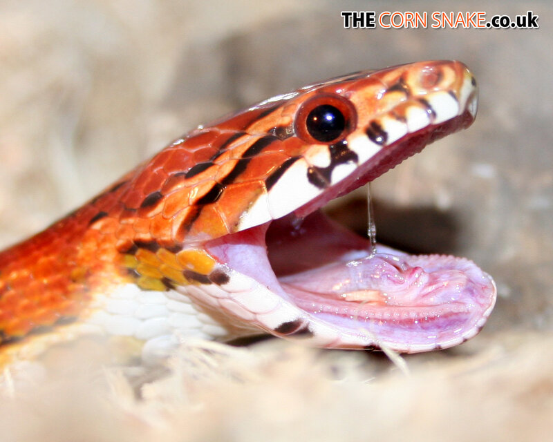 Corn snake with open mouth