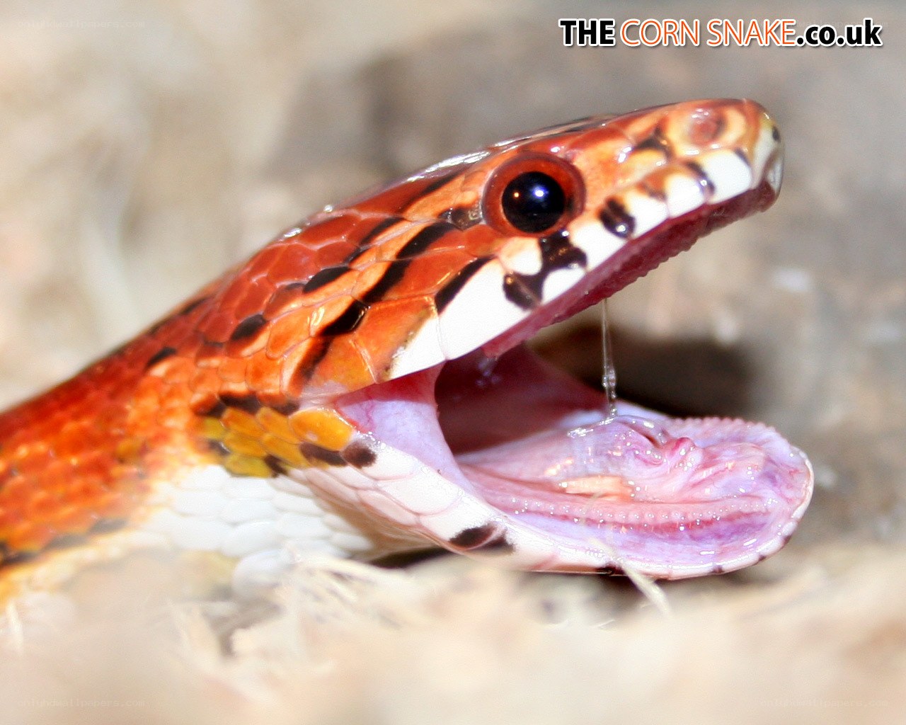 Corn snake with open mouth