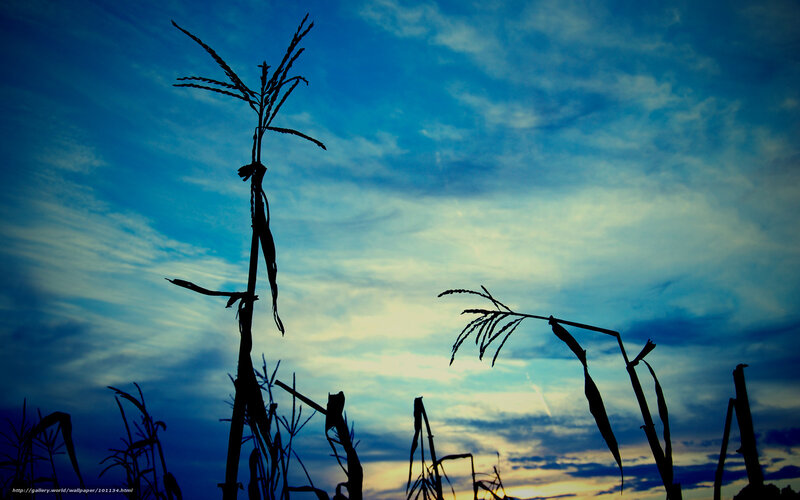 Corn stalks at dusk