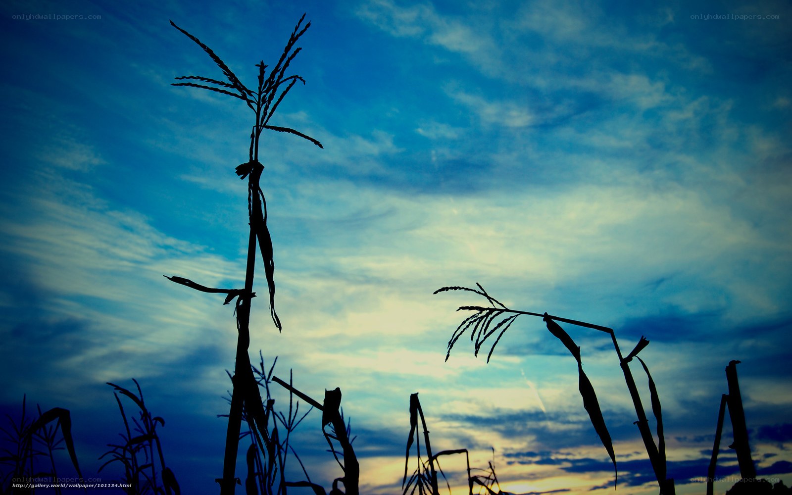 Corn stalks at dusk