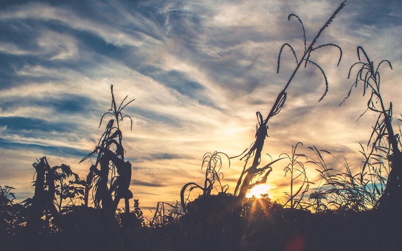 Corn Stalks at Sunset — Blue