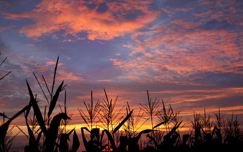 Corn Stalks at Sunset — Orange, Dramatic