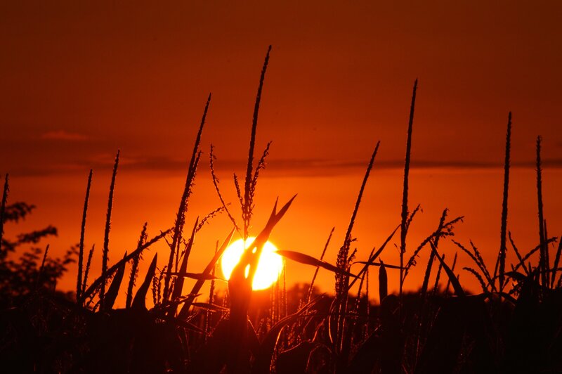 Corn Stalks at Sunset — Orange