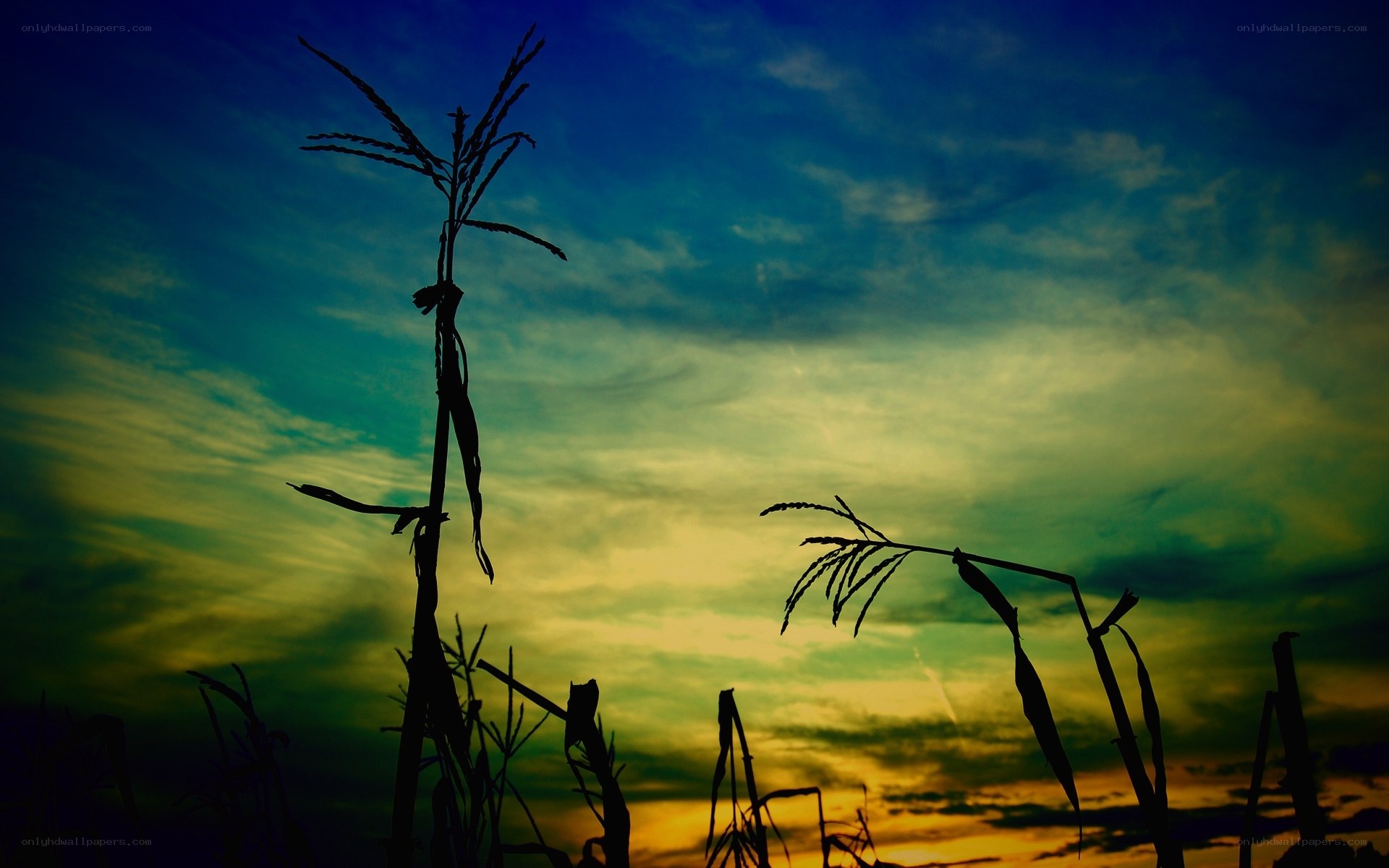 Corn stalks at sunset