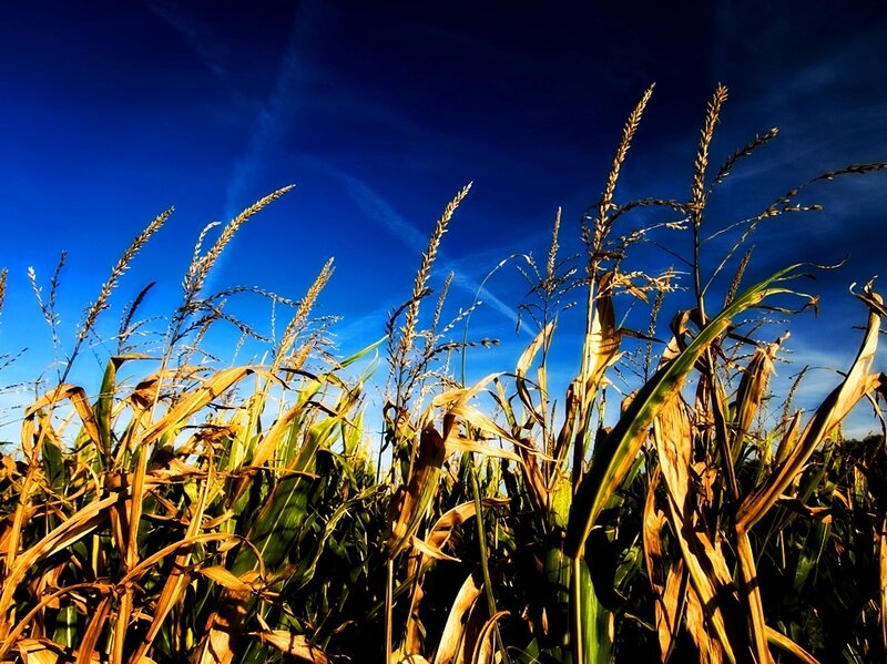 Corn Stalks in Field — Blue