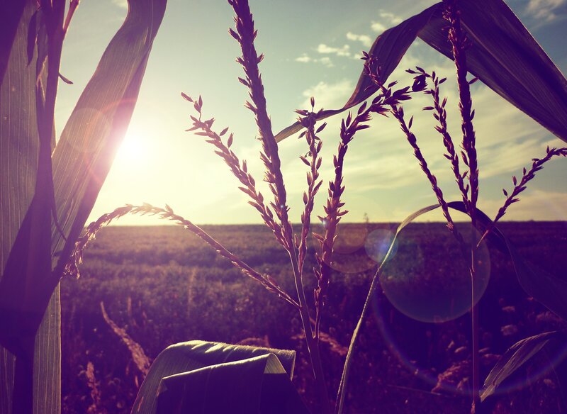 Corn Stalks in Field — Purple