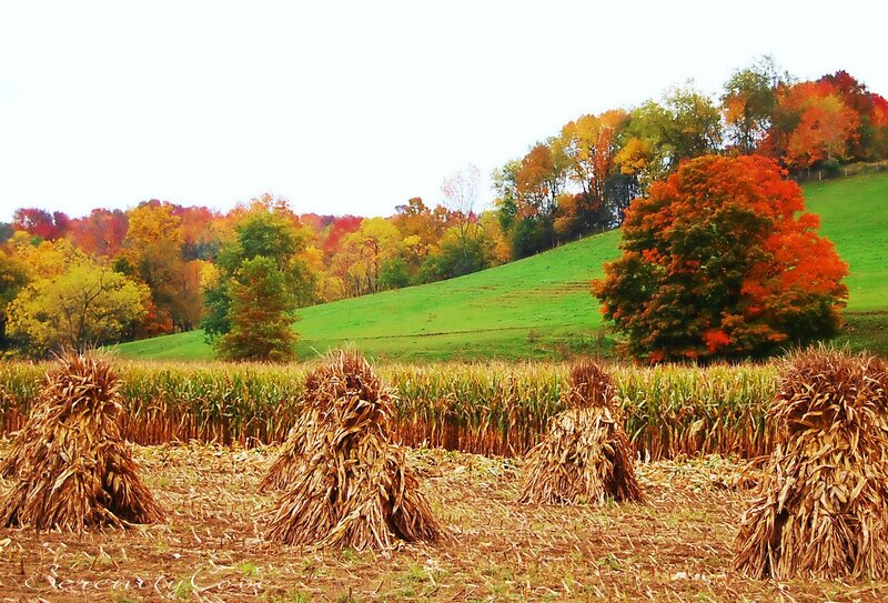 Corn Stalks in Field