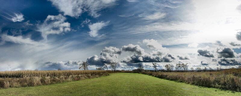 Cornfield and Grass Path