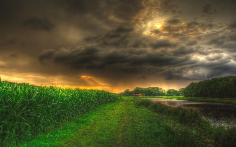 Cornfield and River