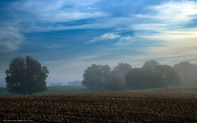 Cornfield at Dawn