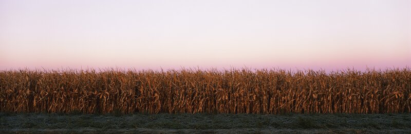 Cornfield at dusk