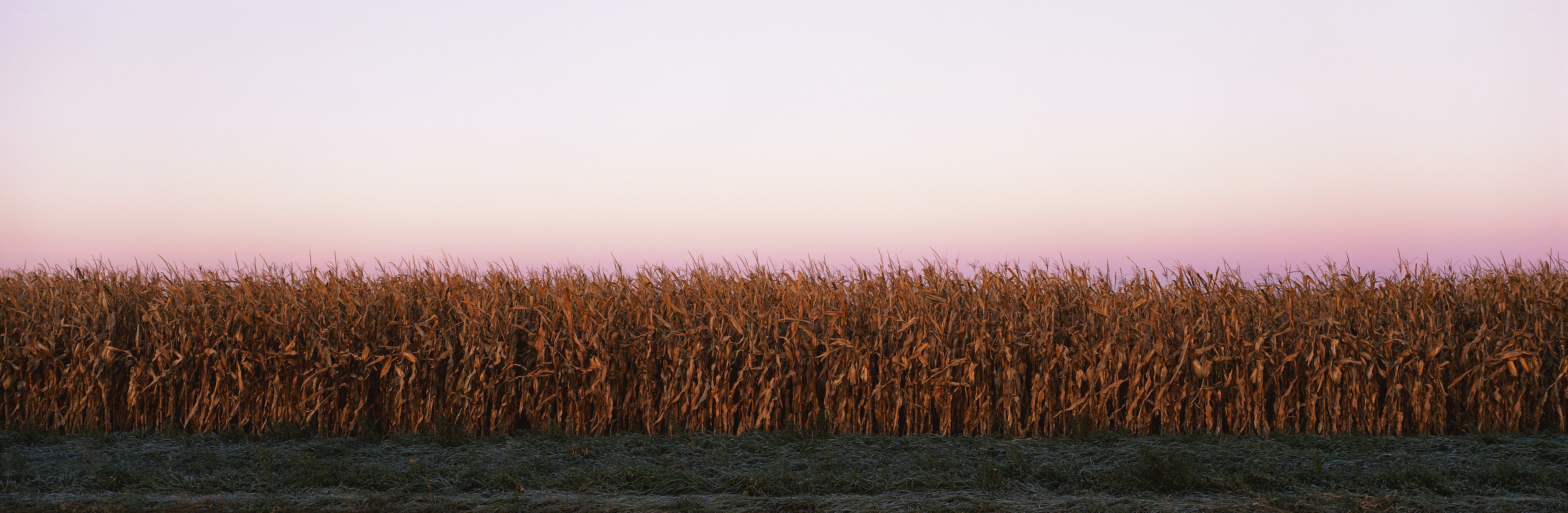 Cornfield at dusk