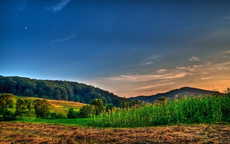 Cornfield at Dusk — Blue, Serene, Sunset
