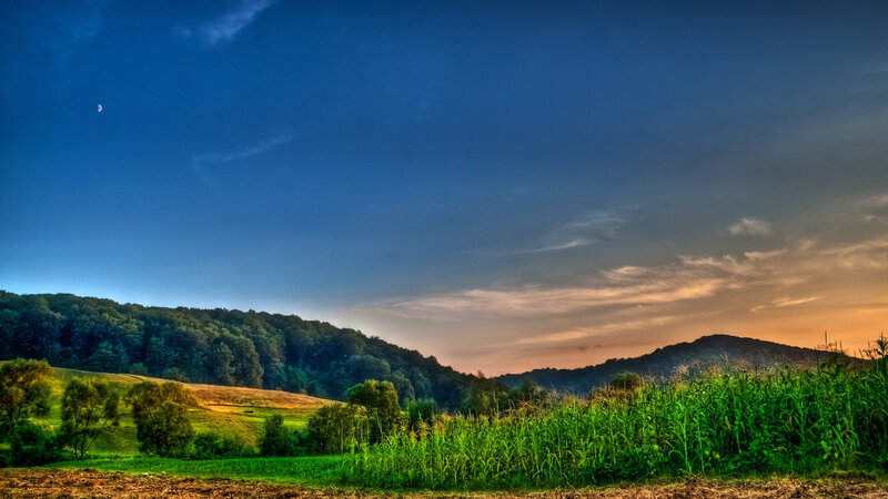 Cornfield at Dusk — Blue, Serene