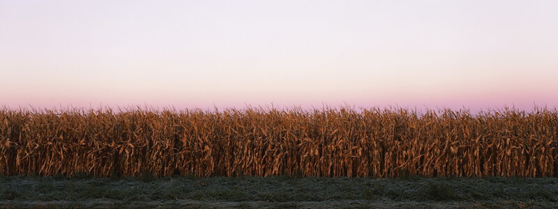 Cornfield at Dusk — Pink