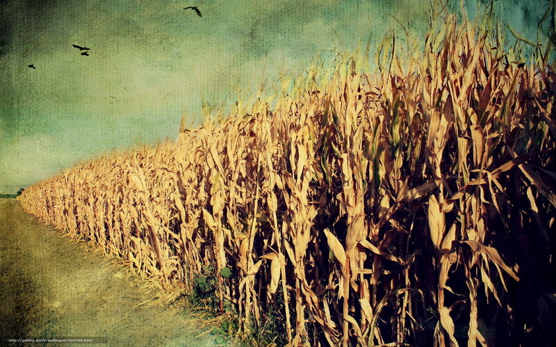 Cornfield at Dusk