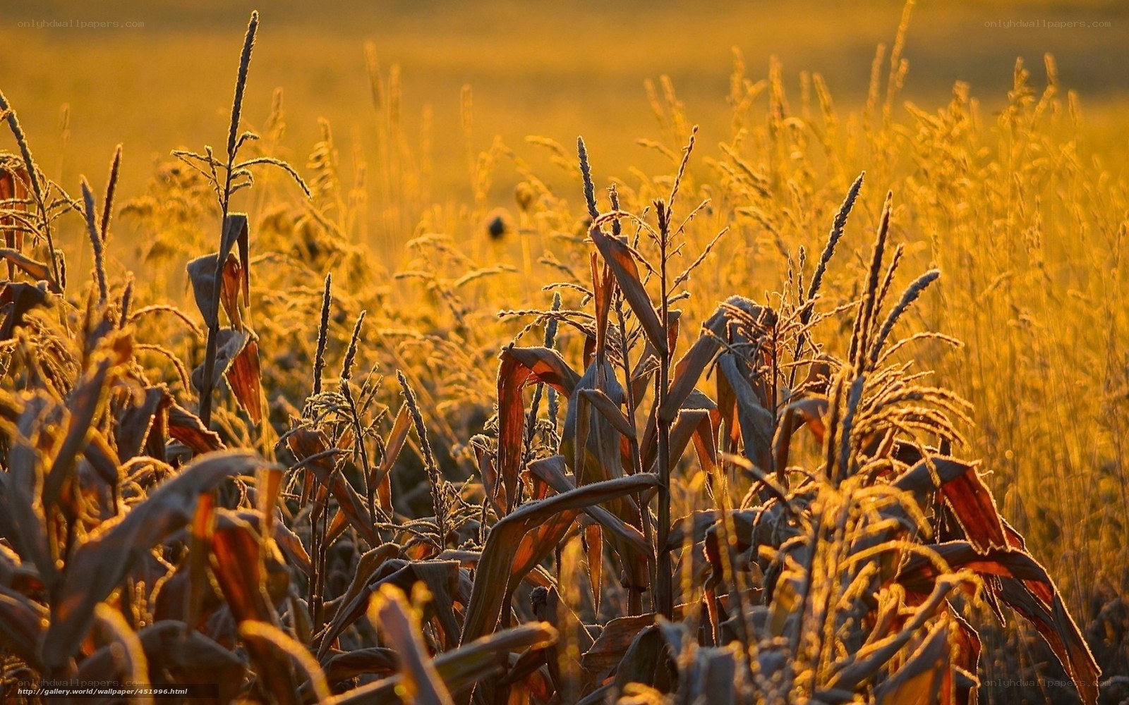 Cornfield at golden hour