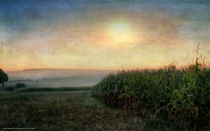 Cornfield at Sunrise — Green, Serene, Photograph