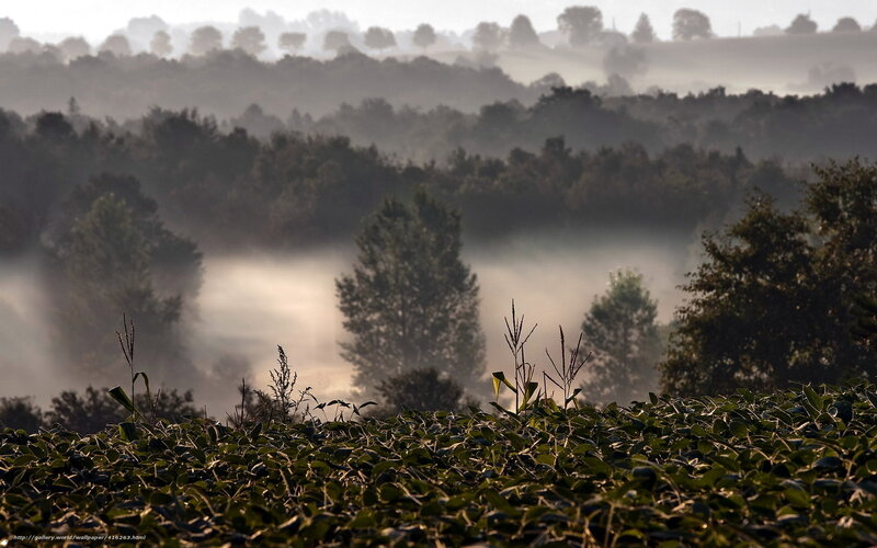 Cornfield at Sunrise — Green, Serene