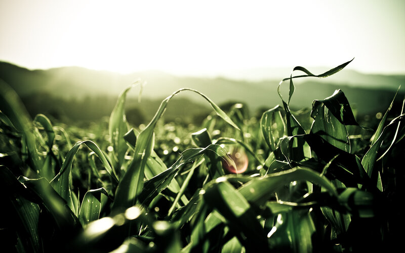 Cornfield at Sunrise — Green
