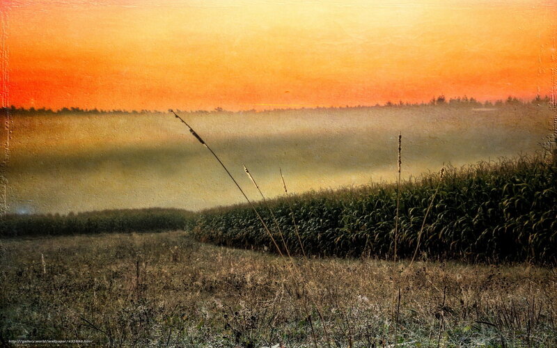 Cornfield at Sunrise — Orange, Serene