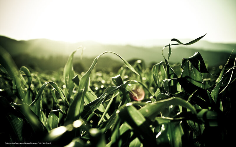 Cornfield at sunrise