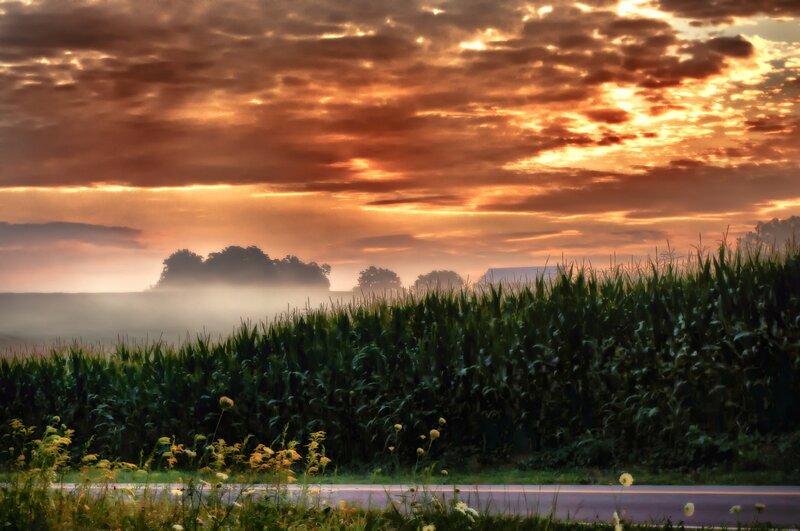 Cornfield at sunrise with mist