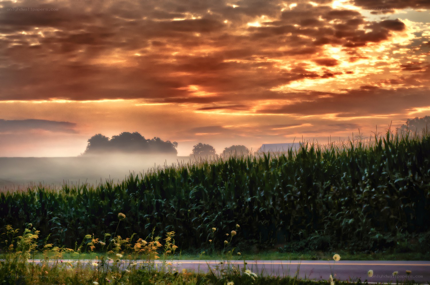 Cornfield at sunrise with mist