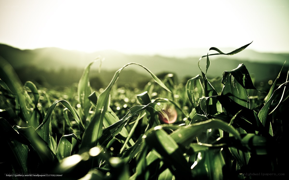 Cornfield at sunrise