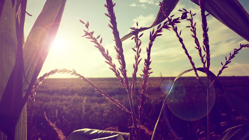 Cornfield at sunset