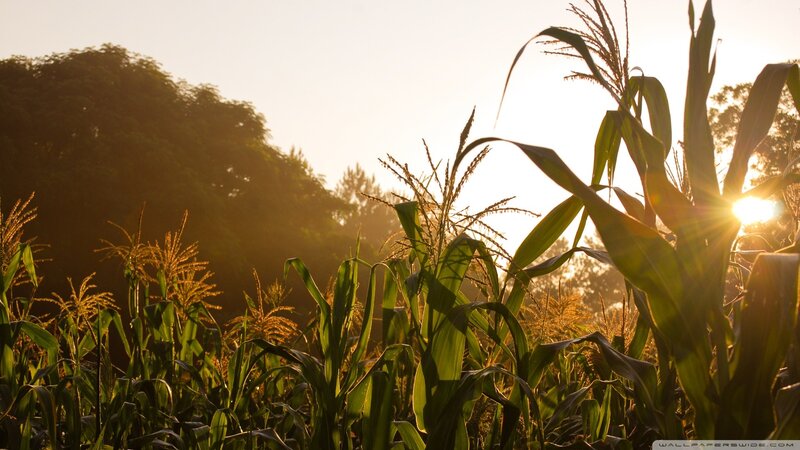 Cornfield at sunset